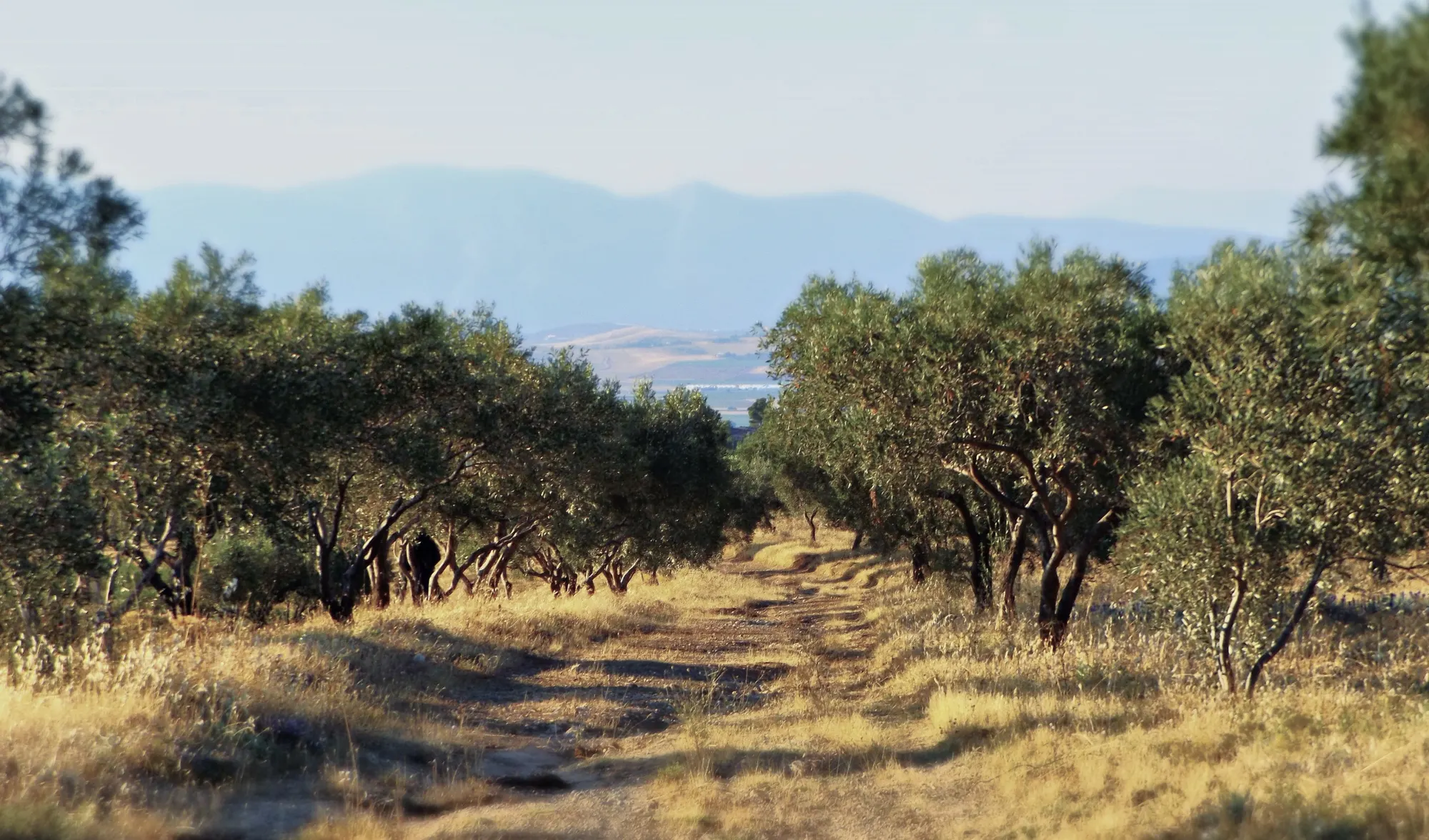 Olive grove on a hillside, with hazy mountains beyond