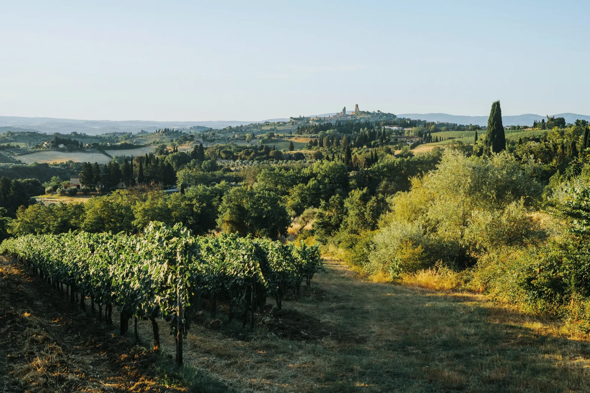 Vineyard rows on a Tuscan hillside, a hill town on the horizon